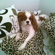 Cavalier king charles spaniel Reiley