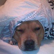 Staffordshire bull terrier Jackie