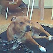 Staffordshire bull terrier Jackie