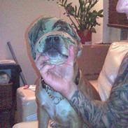 Staffordshire bull terrier Jackie