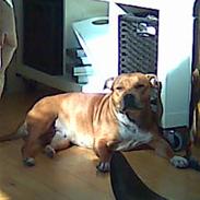 Staffordshire bull terrier Jackie
