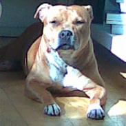 Staffordshire bull terrier Jackie