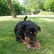 Rottweiler kaja