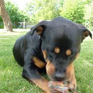 Rottweiler kaja