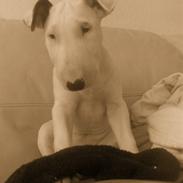 Bullterrier Cheeco R.I.P d 25/3 09