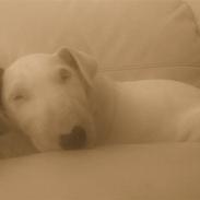 Bullterrier Cheeco R.I.P d 25/3 09