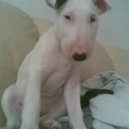 Bullterrier Cheeco R.I.P d 25/3 09