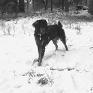 Blanding af racer Bella Lua