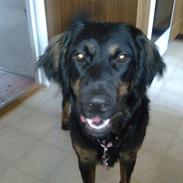 Blanding af racer Bella Lua