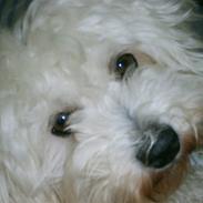 Coton de tulear cody