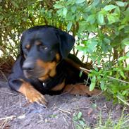 Rottweiler jessie