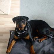 Rottweiler jessie