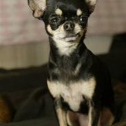 Chihuahua Loba