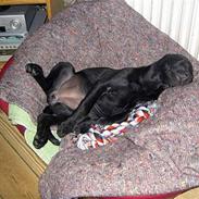 Labrador retriever (Formel1) Bella