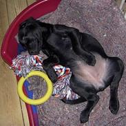 Labrador retriever (Formel1) Bella