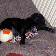 Labrador retriever (Formel1) Bella