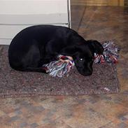 Labrador retriever (Formel1) Bella