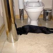 Labrador retriever (Formel1) Bella