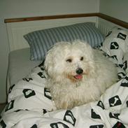 Coton de tulear cody