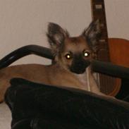 Chihuahua Dumle