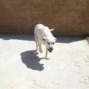 Labrador retriever Tira