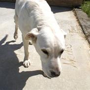 Labrador retriever Tira