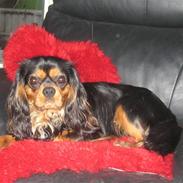 Cavalier king charles spaniel † Cosmo †