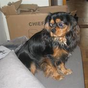 Cavalier king charles spaniel † Cosmo †