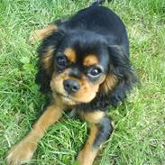 Cavalier king charles spaniel † Cosmo †