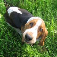 Basset hound Watson