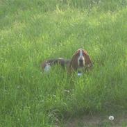Basset hound Watson