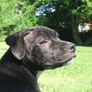 Staffordshire bull terrier Victor