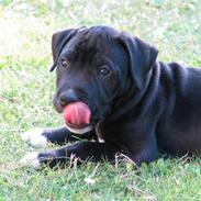 Staffordshire bull terrier Victor