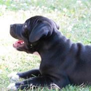 Staffordshire bull terrier Victor