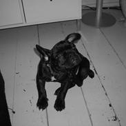 Fransk bulldog Achillieus