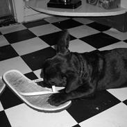 Fransk bulldog Achillieus