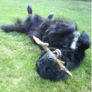 Blanding af racer »Hector«