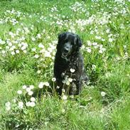 Blanding af racer »Hector«