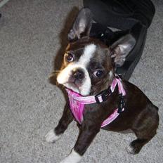 Boston terrier Nala
