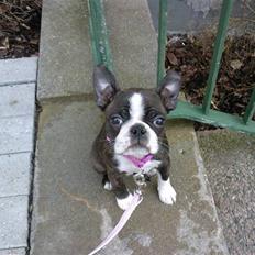 Boston terrier Nala