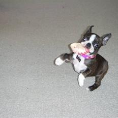 Boston terrier Nala