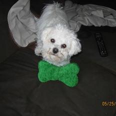 Bichon à poil frisé Luffi