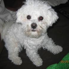 Bichon à poil frisé Luffi