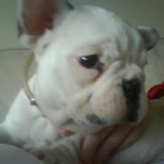 Fransk bulldog Laura