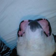 Amerikansk bulldog Tyson