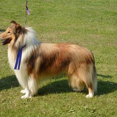Collie langhåret Camelot
