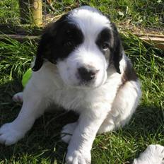 Sankt bernhardshund Chica R.I.P