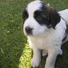 Sankt bernhardshund Chica R.I.P