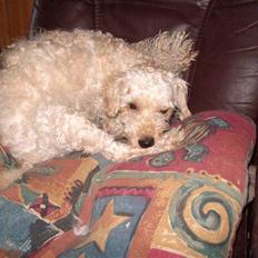 Mellempuddel mini max , (lille My)