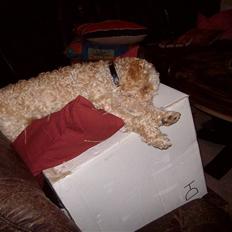 Mellempuddel mini max , (lille My)